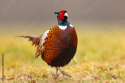 Bażant (Phasianus colchicus)