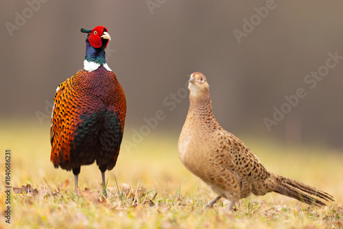 Bażant (Phasianus colchicus)