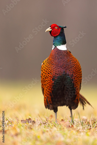 Bażant (Phasianus colchicus)