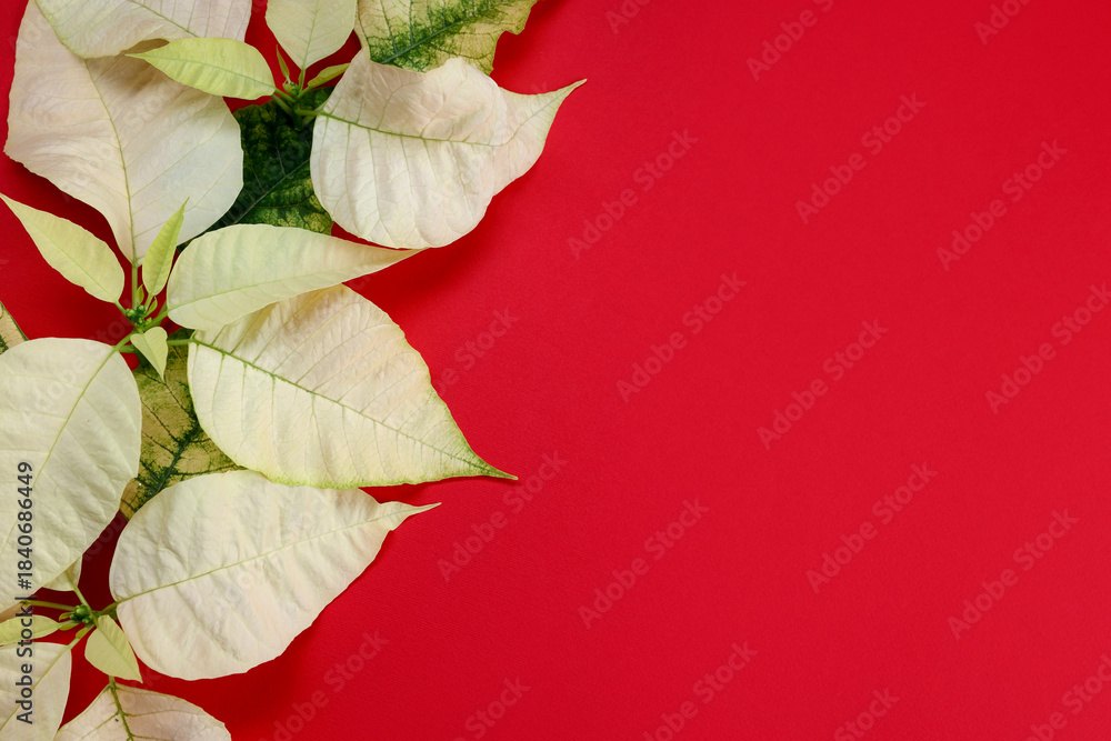 Obraz premium Beautiful poinsettia (Christmas flowers) on red background, top view. Space for text
