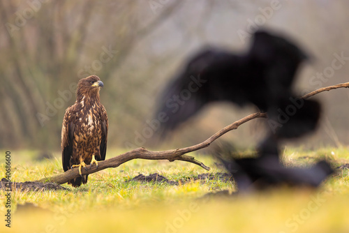 Bielik (Haliaeetus albicilla)