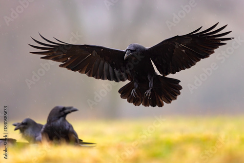 Kruk (Corvus corax)