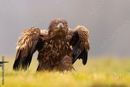 Bielik (Haliaeetus albicilla)