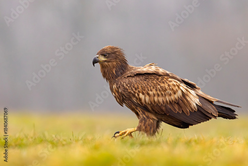 Bielik (Haliaeetus albicilla)