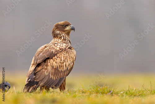 Bielik (Haliaeetus albicilla)