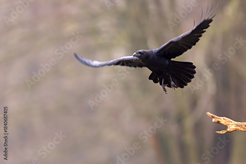 Kruk (Corvus corax)