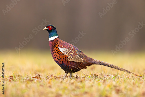 Bażant (Phasianus colchicus)