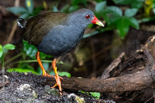 Paint-billed Crake (Neocrex erythrops) 