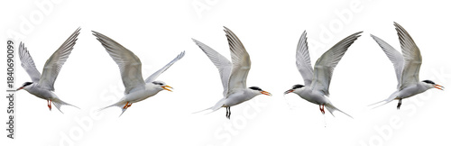 Common Tern (Sterna hirundo) flight sequence, five birds, flapping wings, soaring, hunting, seabird, white plumage, wildlife action, motion, isolated on white.
