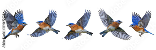 Western Bluebird (Sialia mexicana) flight sequence, five birds, flapping wings, soaring, blue and orange plumage, wildlife action, motion, isolated on white.