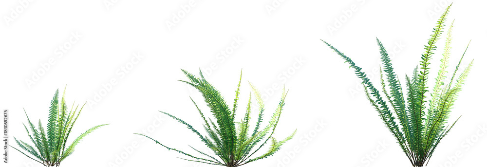 Fototapeta premium Set of Nephrolepis cordifolia (fishbone fern, tuberous sword fern) frontal isolated png on a transparent background perfectly cutout high resolution