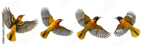 Baltimore Oriole (Icterus galbula) flight sequence, four birds, flapping wings, soaring, orange and black plumage, wildlife action, motion, isolated on white.