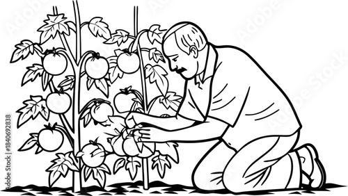 hand drawn sketch style elderly man harvesting tom