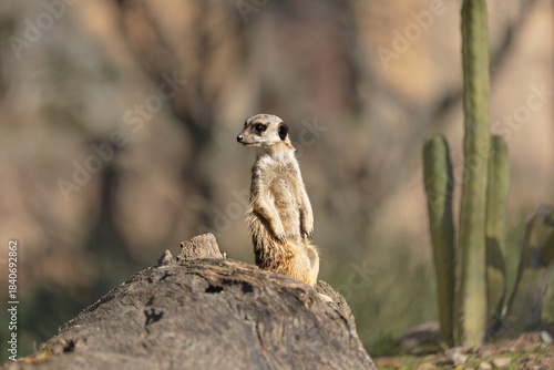 Meerkat standing upright, gazing upwards next to cacti in a natural setting