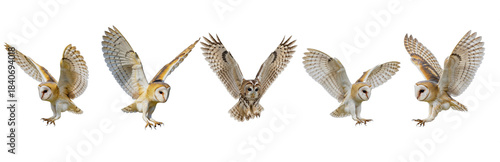 Konstfotografi Barn Owl Tyto alba isolated on white, five birds flying landing wings spread col