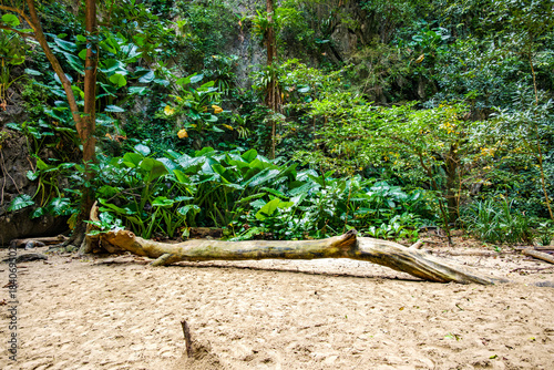 Beach inside Emerald Cave on Koh Mook, Trang, Thailand with a fallen tree trunk on white sand framed by lush tropical foliage and limestone cliffs by turquoise water