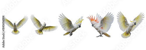 Sulphur-crested Cockatoo Cacatua galerita isolated on white, five birds flying landing wings spread parrot collection wildlife nature bird set collage cut out