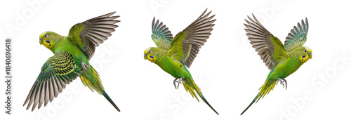 Budgerigar Melopsittacus undulatus isolated on white, three green parakeets flying wings spread collection pet bird psittacine tropical parrot set collage