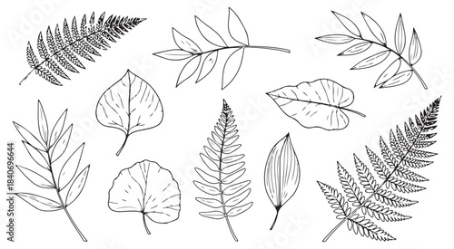Botanical sketch collection featuring diverse leaf and fern line art