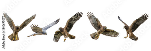 Northern Harrier Circus hudsonius isolated on white, five birds flying diving wings spread plumage predator collection wildlife raptor bird of prey set collage