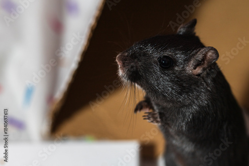 Mongolian gerbil close up headshot