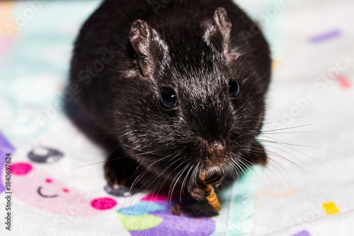 Black gerbil enjoying a mealworm
