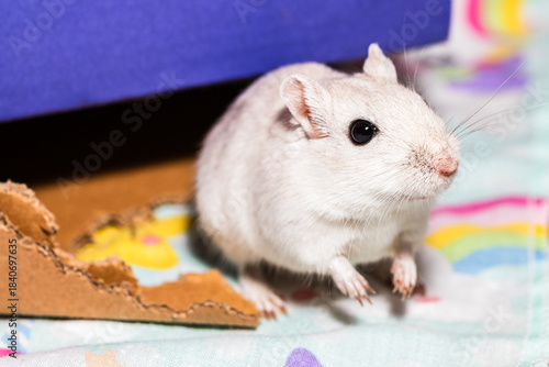 Cute Mongolian gerbil posing