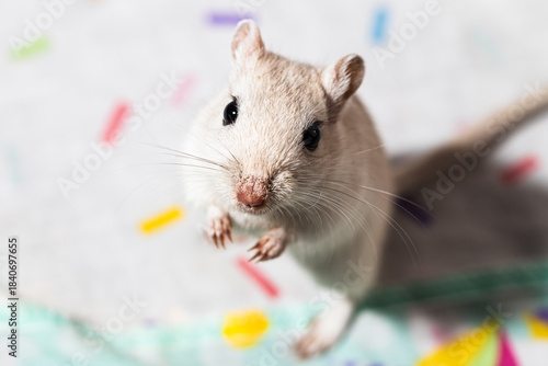 White Mongolian gerbil posing