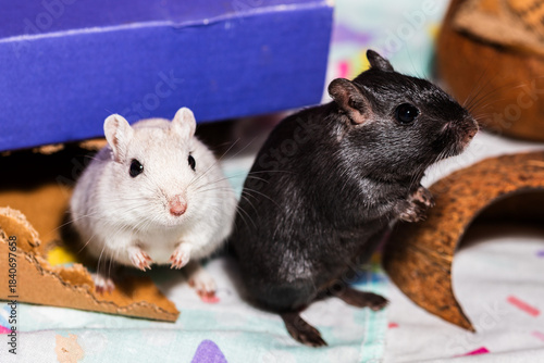 Mongolian gerbil pair