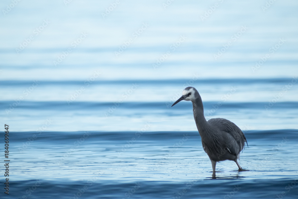 Obraz premium heron on the beach