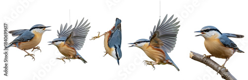 Fotografie Eurasian Nuthatch Sitta europaea isolated on white, five birds flying perching d