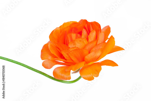 orange buttercup flower isolated on white