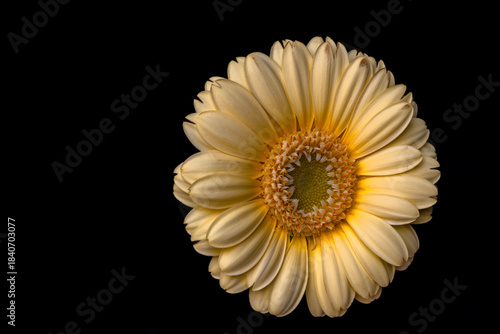 yellow gerber daisy