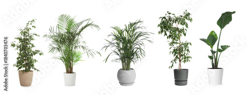 Quadro su tela Collection of house plants in pots isolated on white