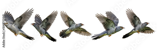 Foto Set Of Common Cuckoo Bird Flying isolated on transparent background, Cuckoo PNG