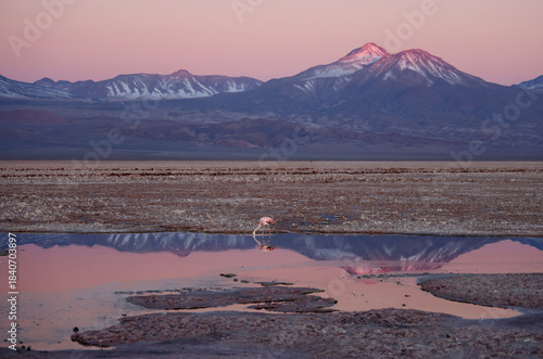 Obraz na plátně Chaxa Lagoon at sunset, San Pedro de Atacama, Chile