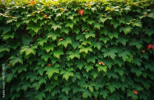 Dense green wall of climbing plants with large leaves and small orange flowers. Some red leaves add contrast to the rich foliage. Texture is uniform and organic.
