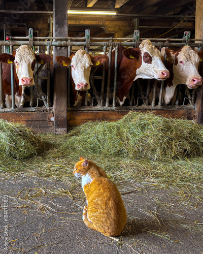 Cat sitting in front of cows in stalls