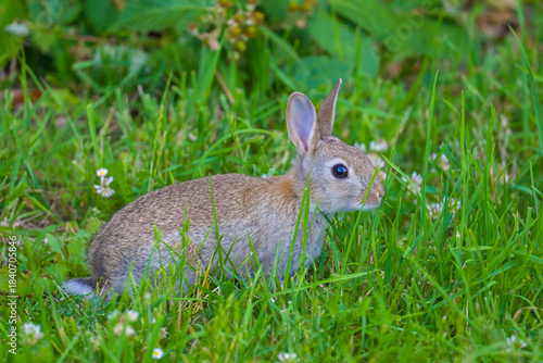 Cute young rabbit sitting among green grass