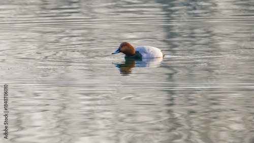 Pochard on a beautiful grey water surface of lake