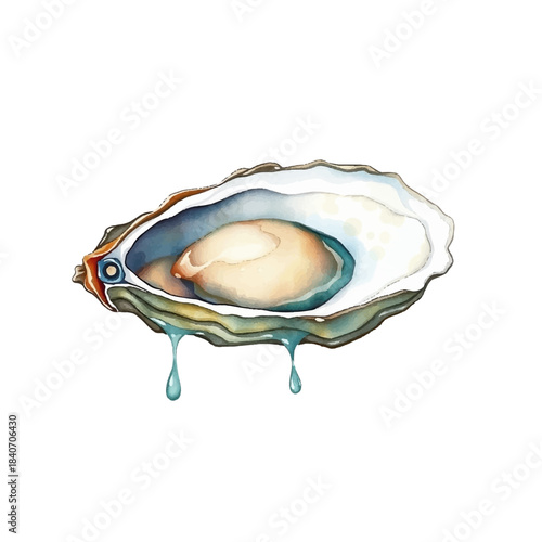 Watercolor illustration of oyster, delicacy, seafood mollusk, realistic and detailed, soft texture, hand painted, isolated on white background, gourmet food, elegant and delicate style.