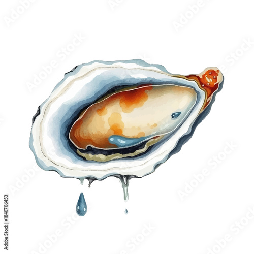Watercolor illustration of oyster, delicacy, seafood mollusk, realistic and detailed, soft texture, hand painted, isolated on white background, gourmet food, elegant and delicate style.