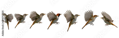 Foto Set Of Flying Common Nightingale Bird Isolated on transparent Background, PNG, L