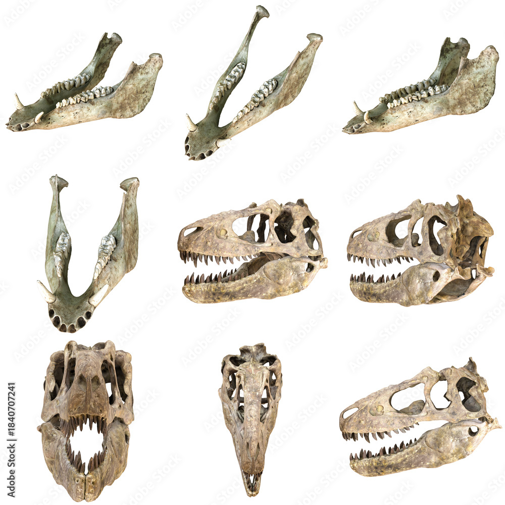 Fototapeta premium Collection of dinosaur skulls and jaws
