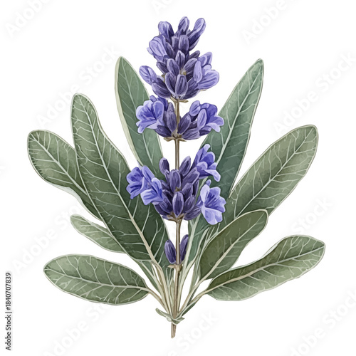 Sage Flower, refined watercolor illustration with luminous tones and soft layered brushwork, isolated on a white background.