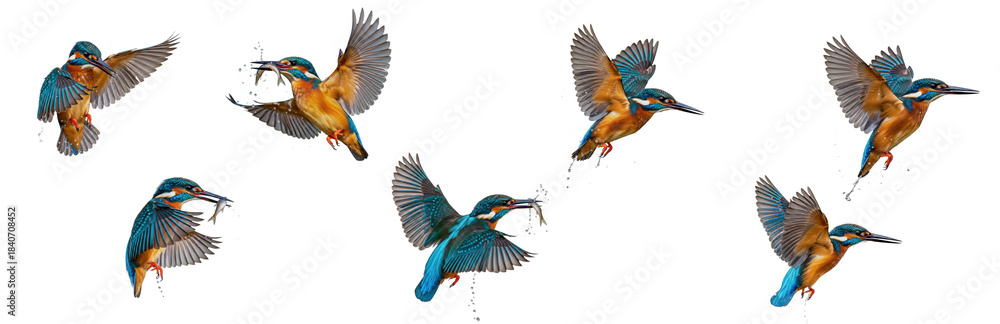 Obraz premium Set of flying kingfisher bird in various poses isolated on transparent background, Alcedinidae , Kingfisher Bird PNG 
