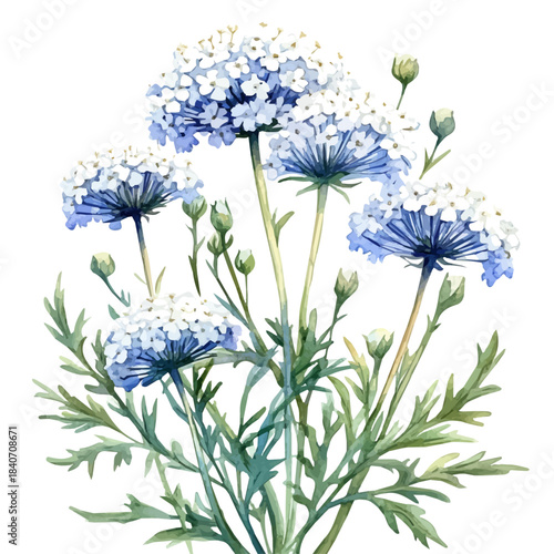 Queen Annes Lace Flower, refined watercolor illustration with luminous tones and soft layered brushwork, isolated on a white background.