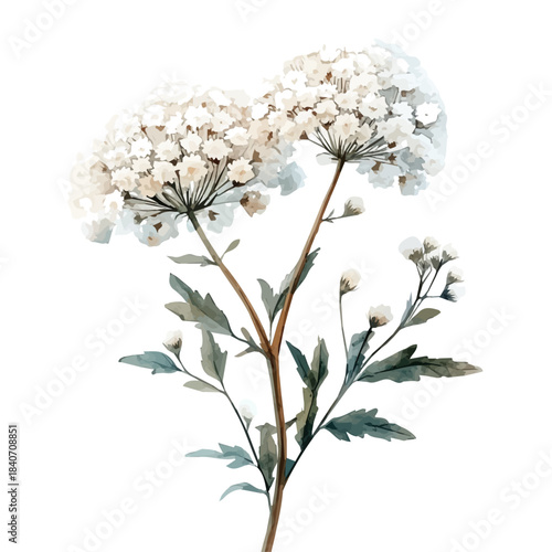 Queen Annes Lace Flower, refined watercolor illustration with luminous tones and soft layered brushwork, isolated on a white background.