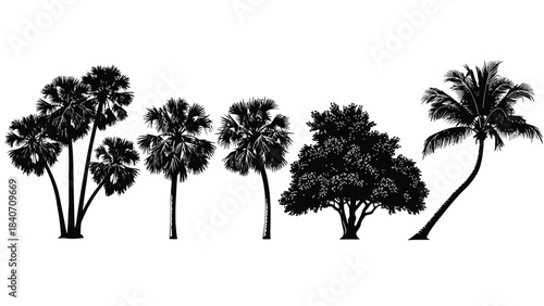 Black silhouettes of palm and deciduous trees on white background