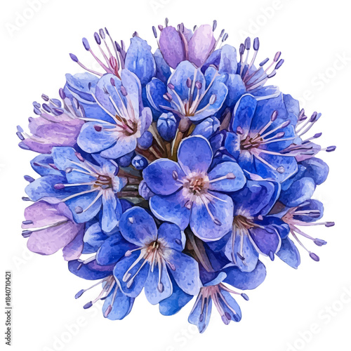 Pincushion Flower, watercolor with intricate brush textures and gentle highlights, isolated on a white background.